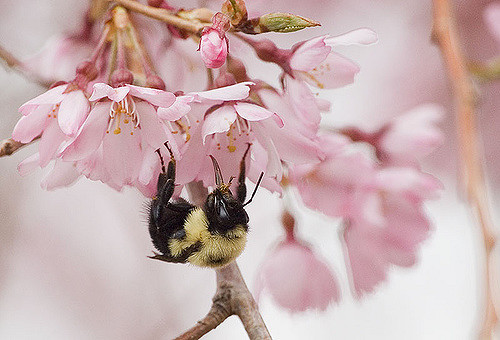 Bumblebee drinking from a cherry blossom flower