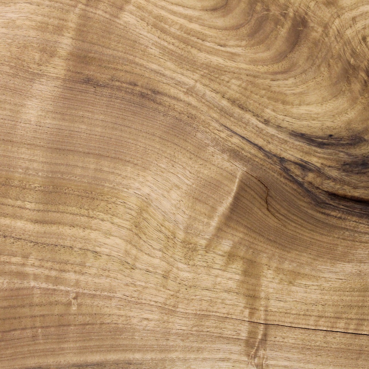 Sample of butternut tree wood texture