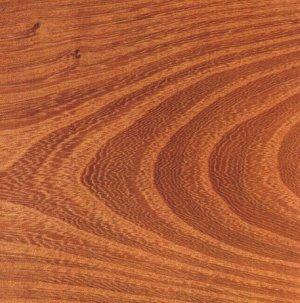 Sample of elm tree wood texture