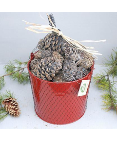 Goods Of The Woods Color Cones in Red Pail