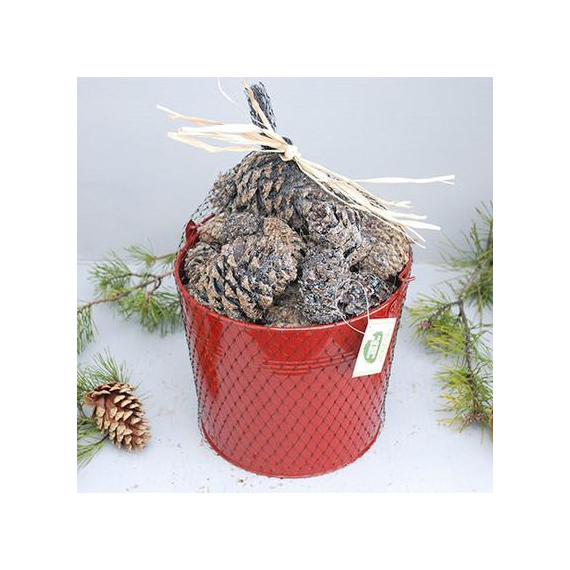 Goods Of The Woods Color Cones in Red Pail
